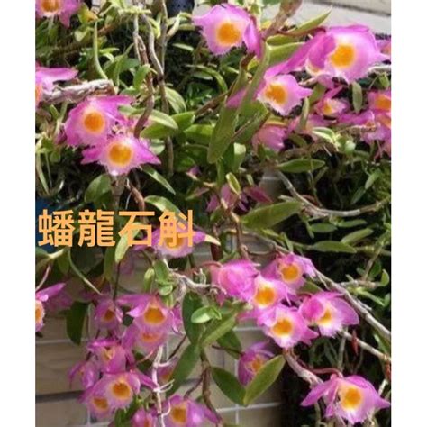 倒吊蘭種植|石斛蘭 倒吊蘭【＃石斛蘭催花】養護施肥｜終止葉 停止葉｜成長 